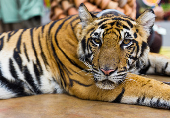 Fototapeta premium Tiger portrait