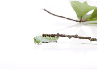 Raupe windet sich an einem Ast