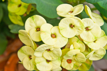 macro shot of "crown of thorns" young plant