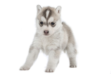 Obraz premium chiot husky debout hésitant