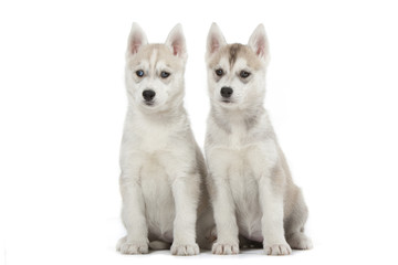 Obraz premium deux chiots siberian husky assis de face