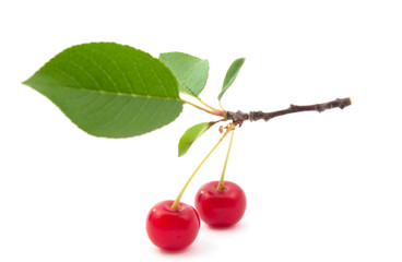 branch of cherries