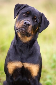 Rottweiler