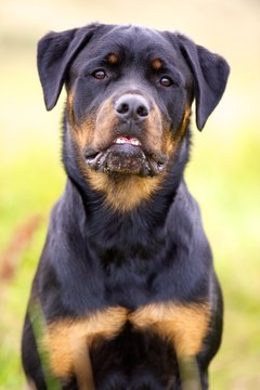 Rotty Images – Browse 251 Stock Photos, Vectors, and Video | Adobe Stock
