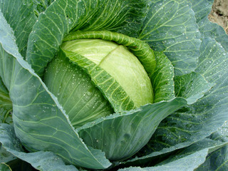 growing cabbage