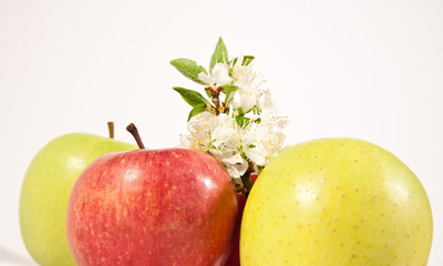 red and yellow apples