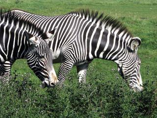 Fototapeta na wymiar Two zebras