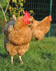 poule rousse en plein air