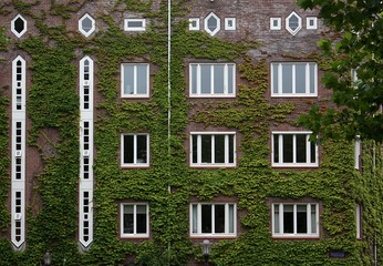 Ivy-covered building