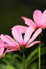 ピンクのコスモス