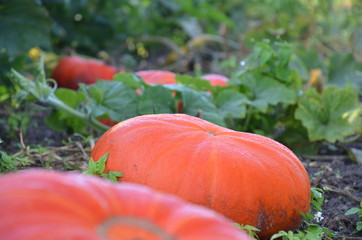 citouilles dans le potager
