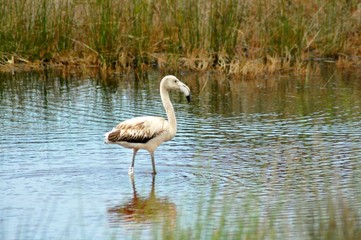 Flamingo