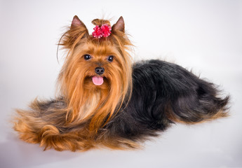 Yorkshire Terrier