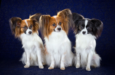 Papillon dogs