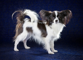 Papillon dog