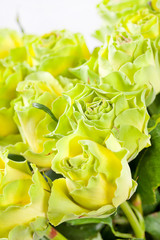 Fototapeta premium beautiful roses