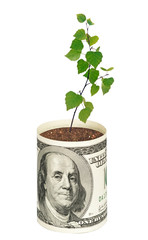 sapling growing from dollar bill