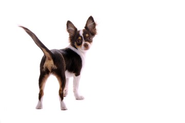 Chihuahua Welpe schaut nach hinten