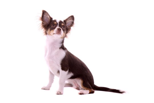 sitzende Chihuahua Welpe