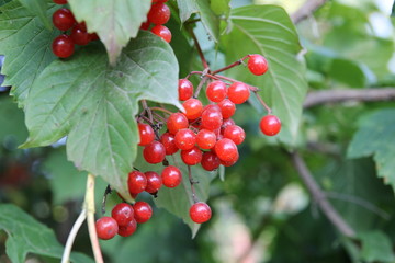 осенние плоды