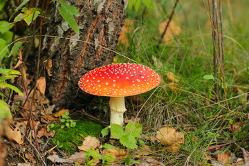 red fly agaric mushroom 03
