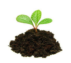 plant