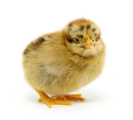 Obraz premium chicken