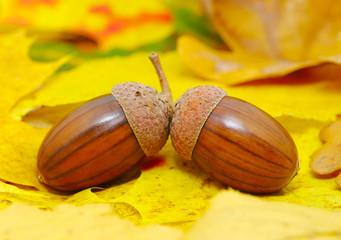 acorns