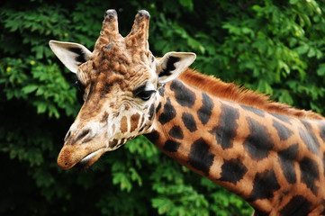 Giraffe head