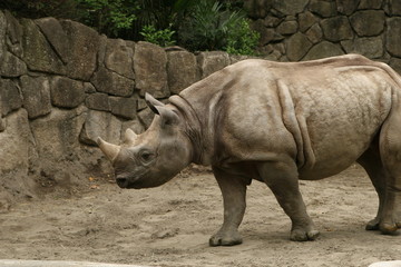 rhino