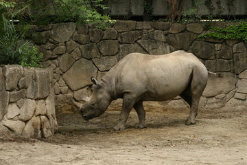 Naklejka premium rhino