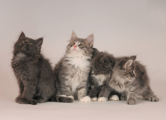 NORVEGESE DELLE FORESTE, CUCCIOLO