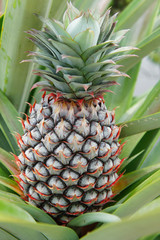 raw pineapple