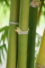 Fototapeta premium green bamboo