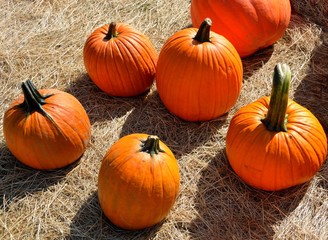 pumpkins for sale