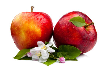 Two Juicy Red Apple with flowers and water droplets on a white b