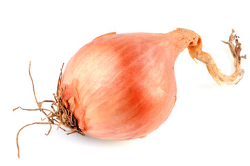 Une échalote