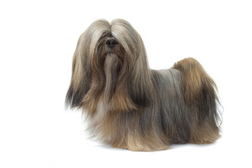 lhassa apso debout
