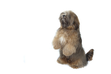 lhassa apso assis les pattes levées