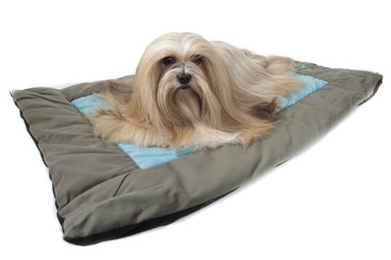 lhassa apso allongé confortablement sur son tapis