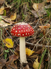Fly agaric