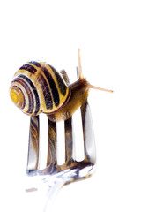 Escargot for French Cuisine