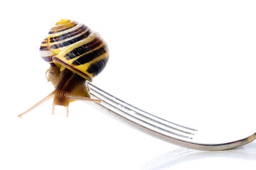 French Escargot, Snail on a fork
