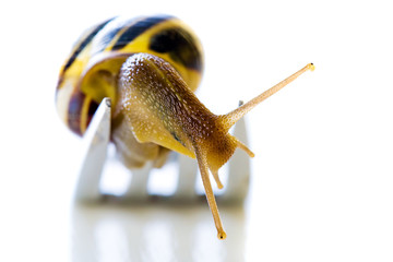 Snail of a fork full of French food escargot