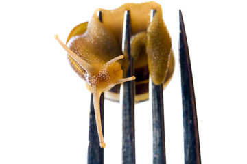 Snail on a fork:  French food escargot