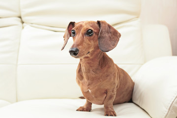 dachshund