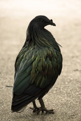 Nicobar Pigeon