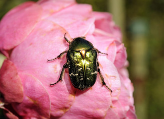 Rosenkäfer_7069