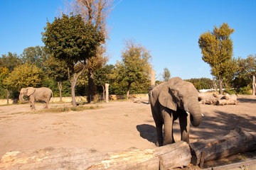 Słonie na wybiegu © Magdziak Marcin