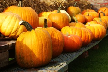 schöne große Kürbisse
